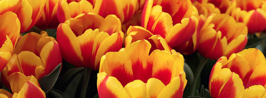 Progettare il giardino: Tulipani che passione!