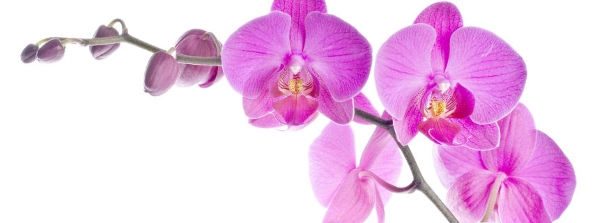 Un fiore per tutte le mamme: l’orchidea. Come prendersene cura?