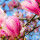 Magnolia, pianta per il giardino e per il terrazzo