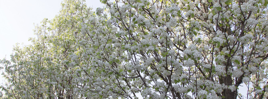 Pyrus Chanticleer (Pero da fiore): quando l’albero è una nuvola bianca!