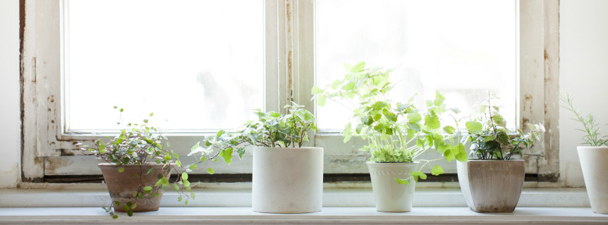 Le piante invernali da appartamento: quali scegliere?