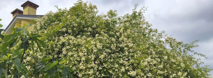 La rosa Banksiae e il suo ruolo nella progettazione di un giardino o pergolato