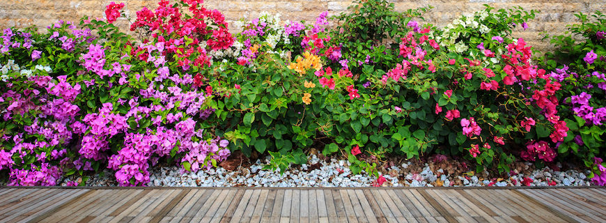 8 piante per colorare il tuo giardino in Primavera